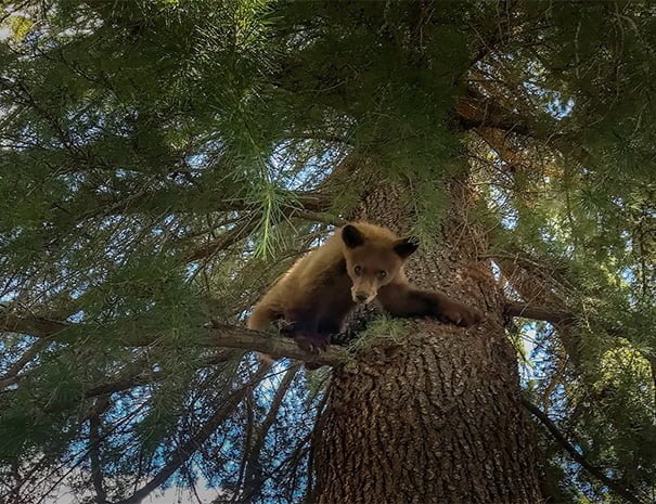 A young brown, high in a brown and green Sequoia, seems baffled at how to climb back down.
