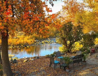 Kaweah River resembles a golden pond in afternoon autumn sunlight while a seating area on the bank, with plush chairs, love seat, small table and a carpet of red and yellow leaves.