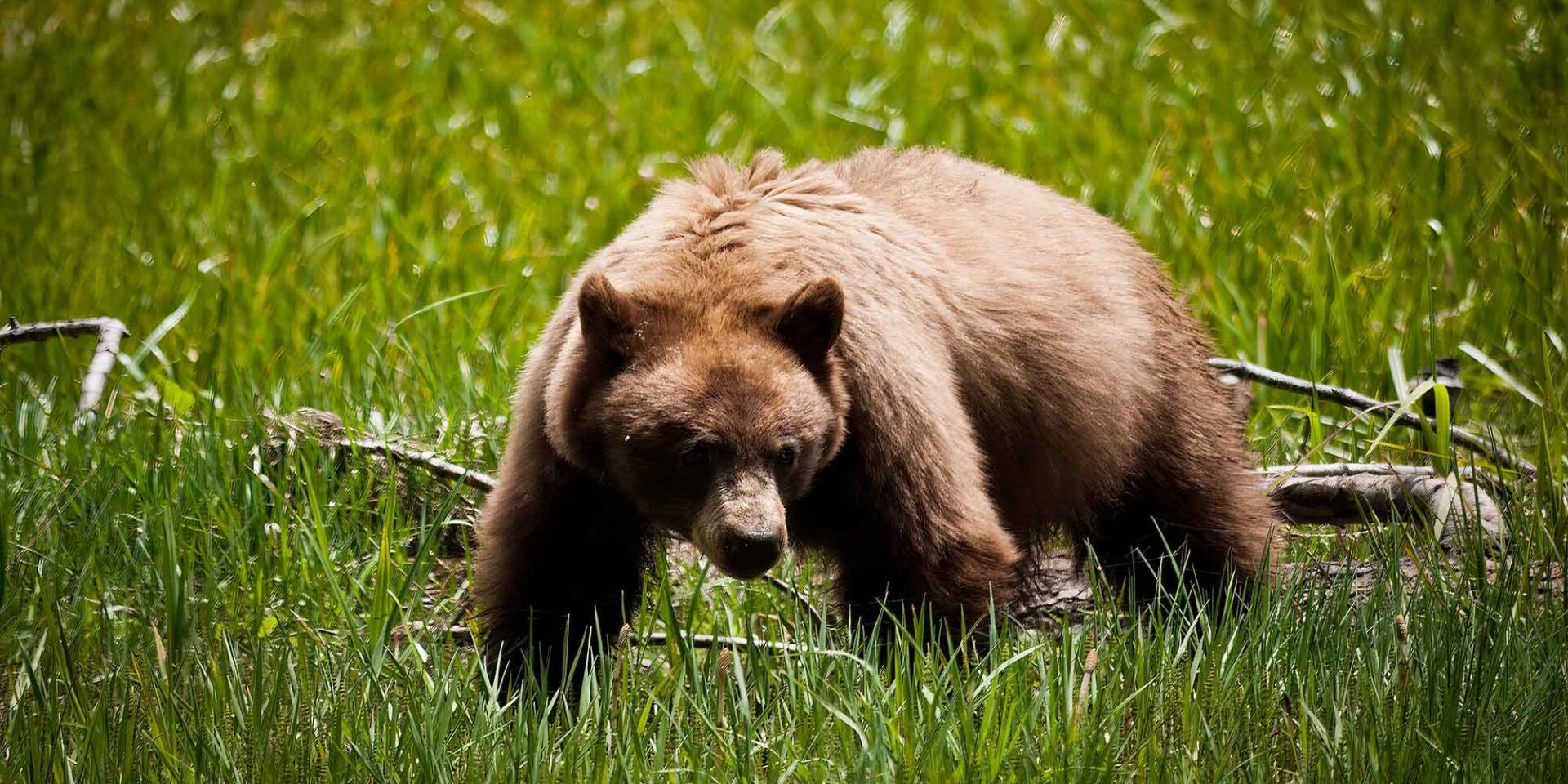 A black bear that has a brown, cinnamon blond coat has searches for food in a green grassy meadow where it might find tasty insects in fallen branches.